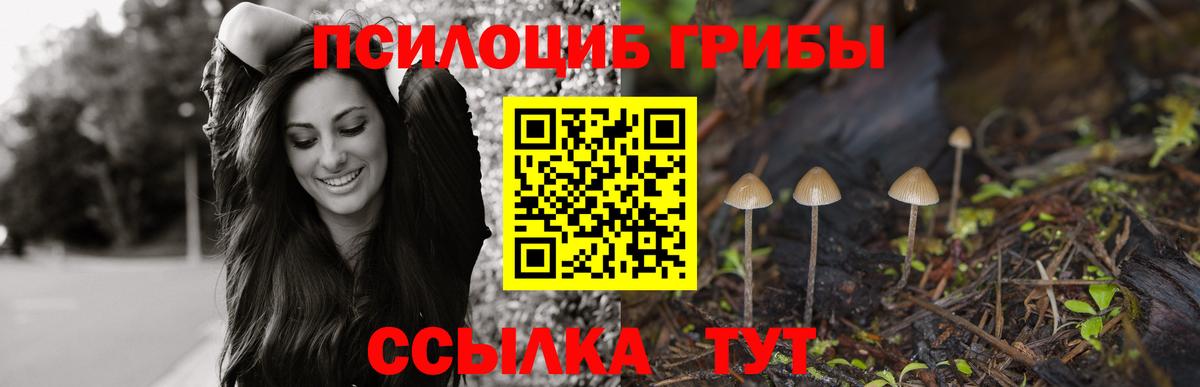Галлюциногенные грибы Psilocybine cubensis Долгопрудный
